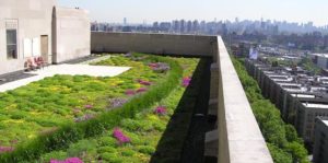 Alternatives to the Denver Green Roof Initiative